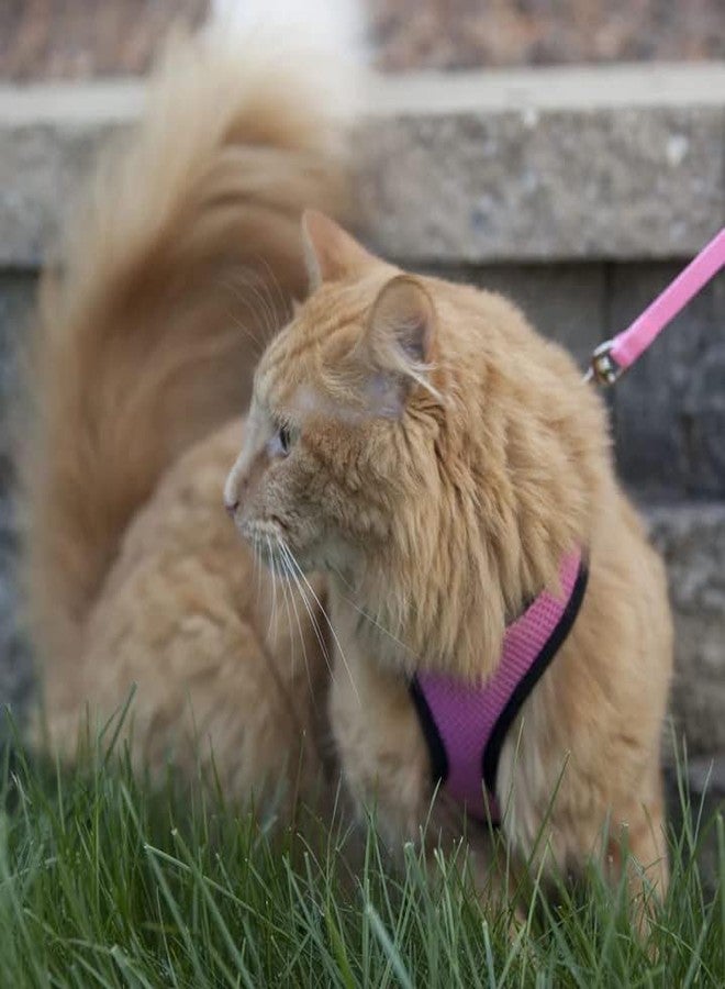 KsPups Padded Harness for Small Puppy/Kitten/Cat Vest Harnesses Cat/Dog Training Collar Adjustable Soft Mesh Comfort Padded Vest Harness for Small Dogs, Cat, Puppies 10 MM Nylon Leash (A6) - Image 3